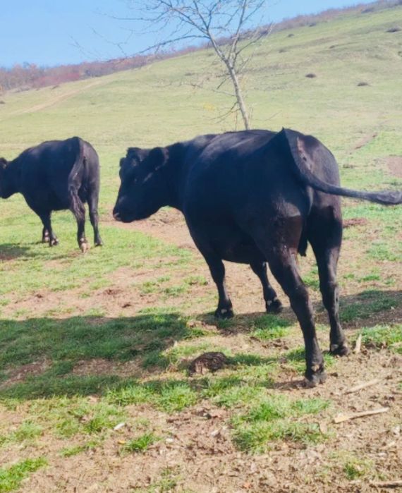 Când junincă de angus