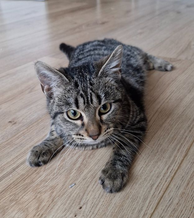 Мъжко котенце на около 5 месеца