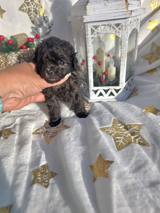 Пудел той /сребърни момичета / с родословие