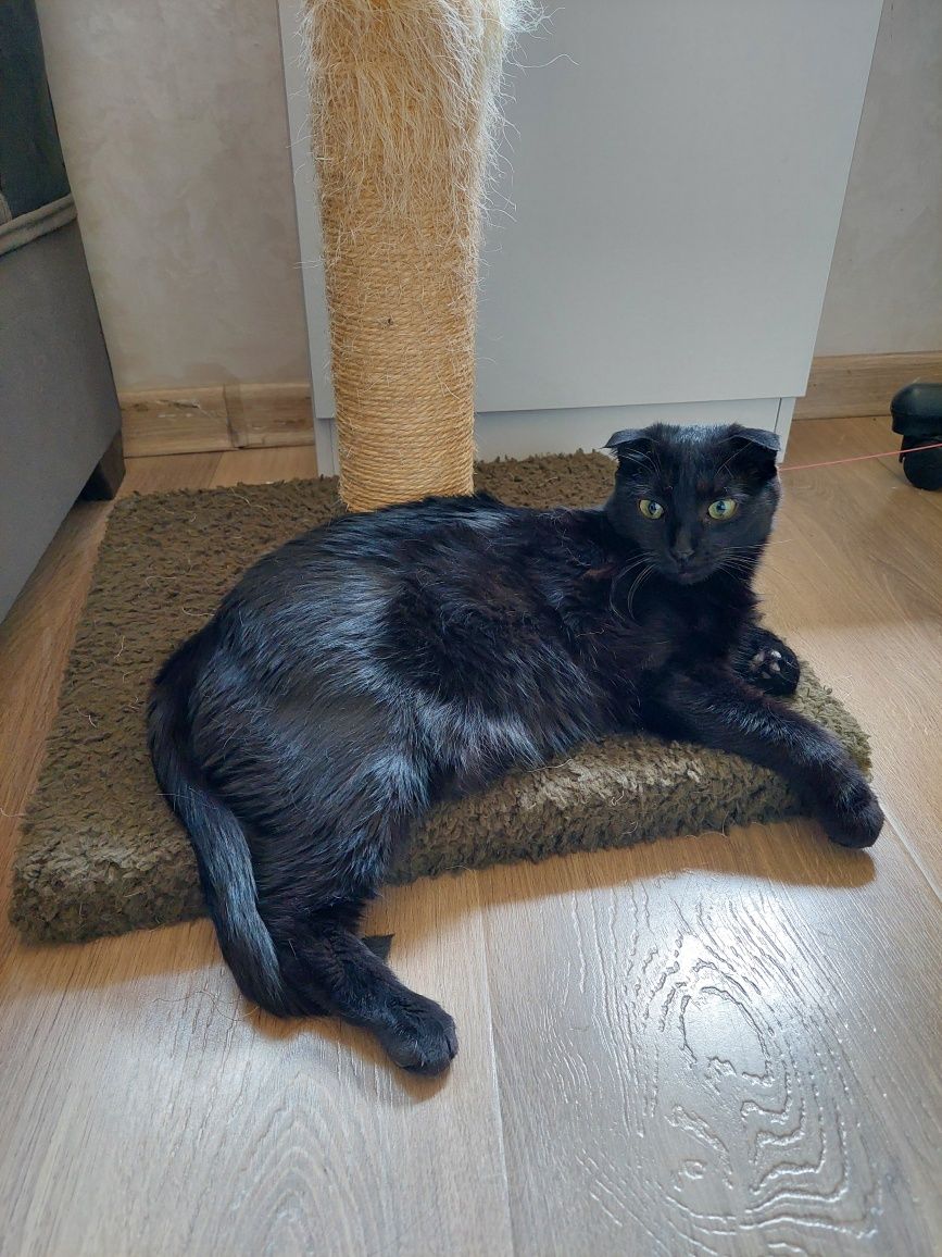 Кошка кастрированная скоттиш фолд