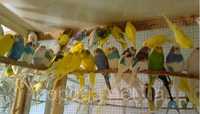 Волнистые попугай по 3000 папугай