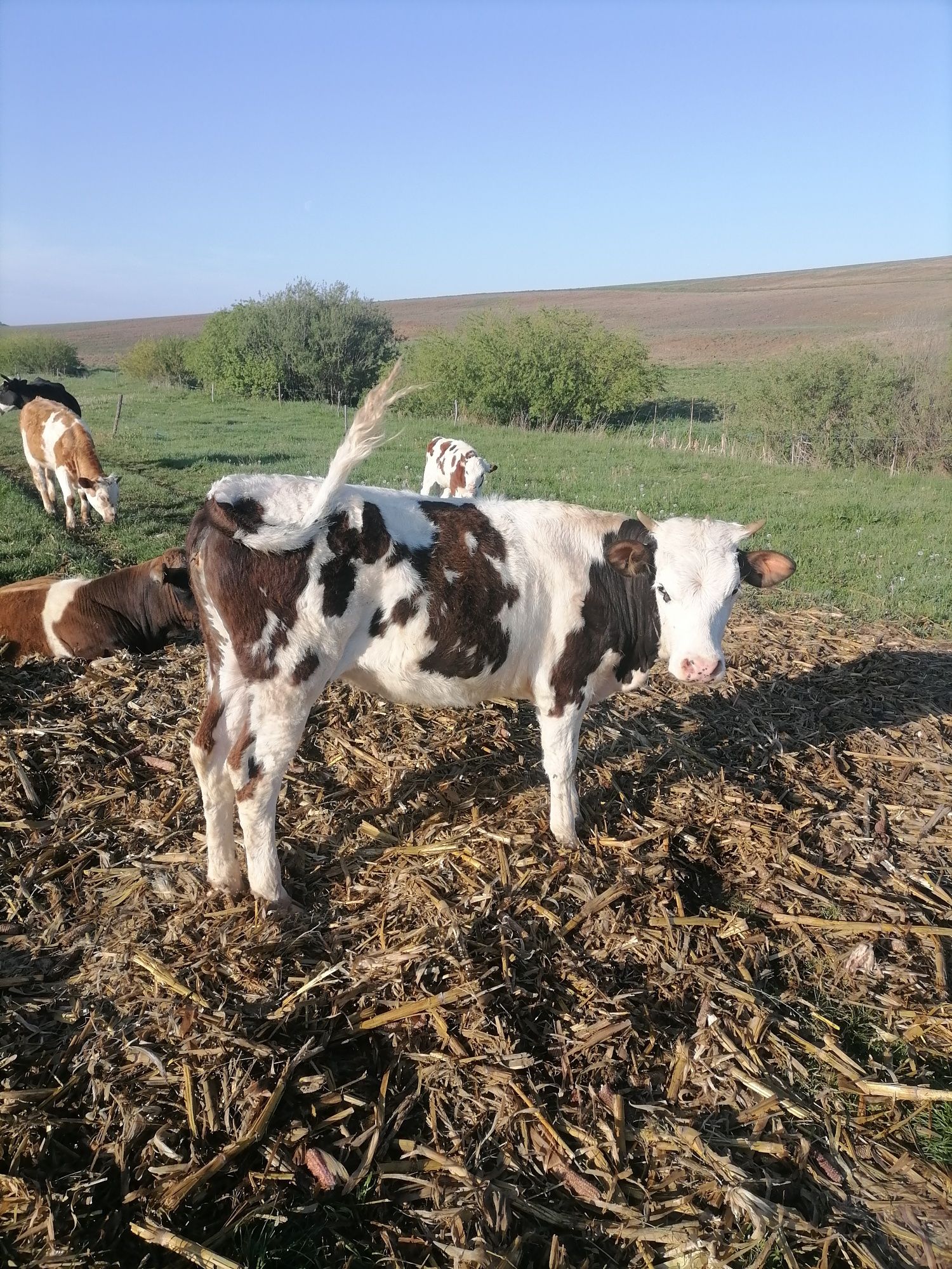 4 Vaci 3 junici și 2 viței
