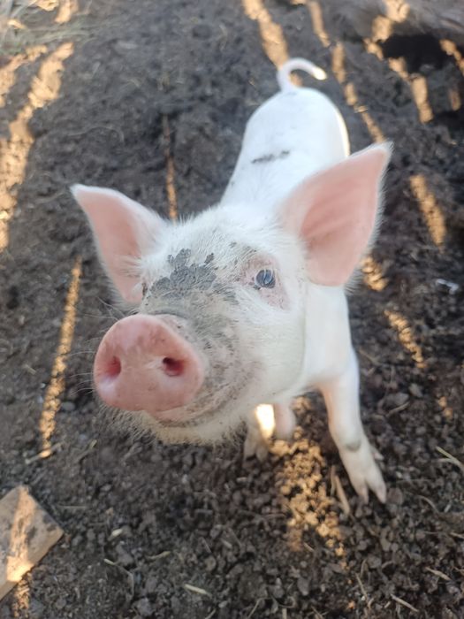 Поросята возраст 2 месяца