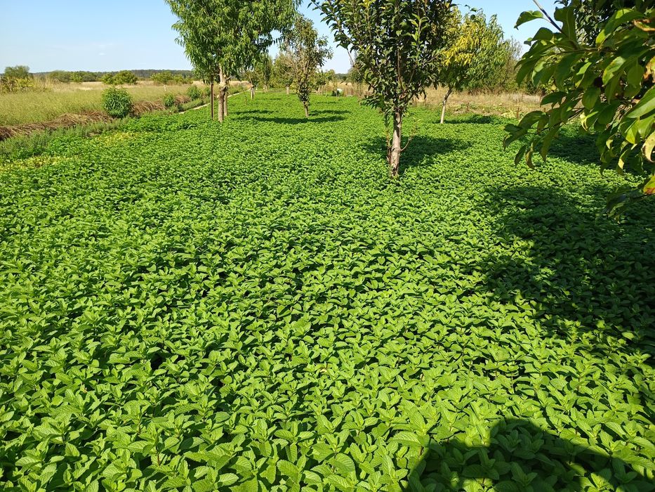 Plante de mentă pentru plantat sau ghivece