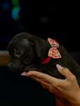 Staffordshire Bull Terrier femela