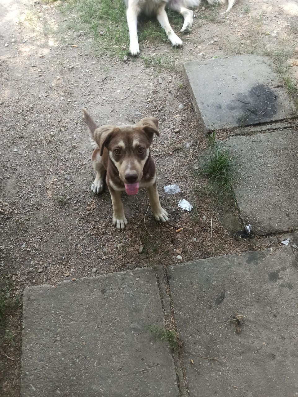 Catelusa pentru adoptie varsta 5 luni