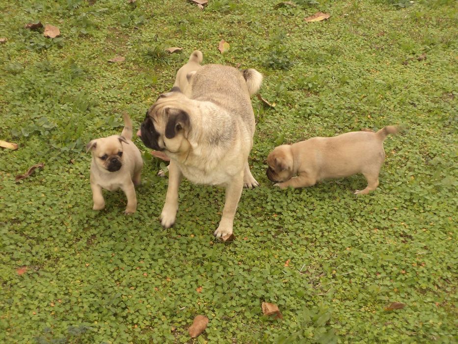 МОПС-бебета-3 броя!!!