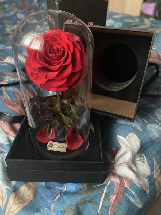 Trandafir criogenat in cupola