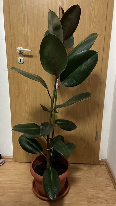 Ficus in ghiveci 130 cm