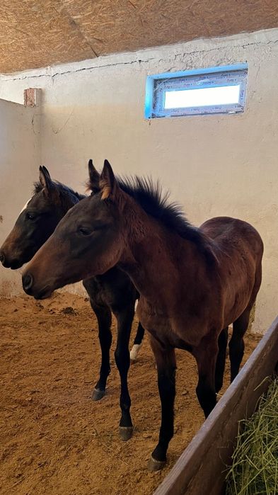 Тай сатылады. Продаётся лошадь.