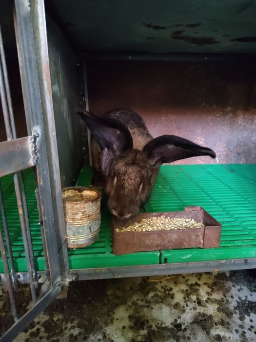 Продавам зайци пеперуди месни