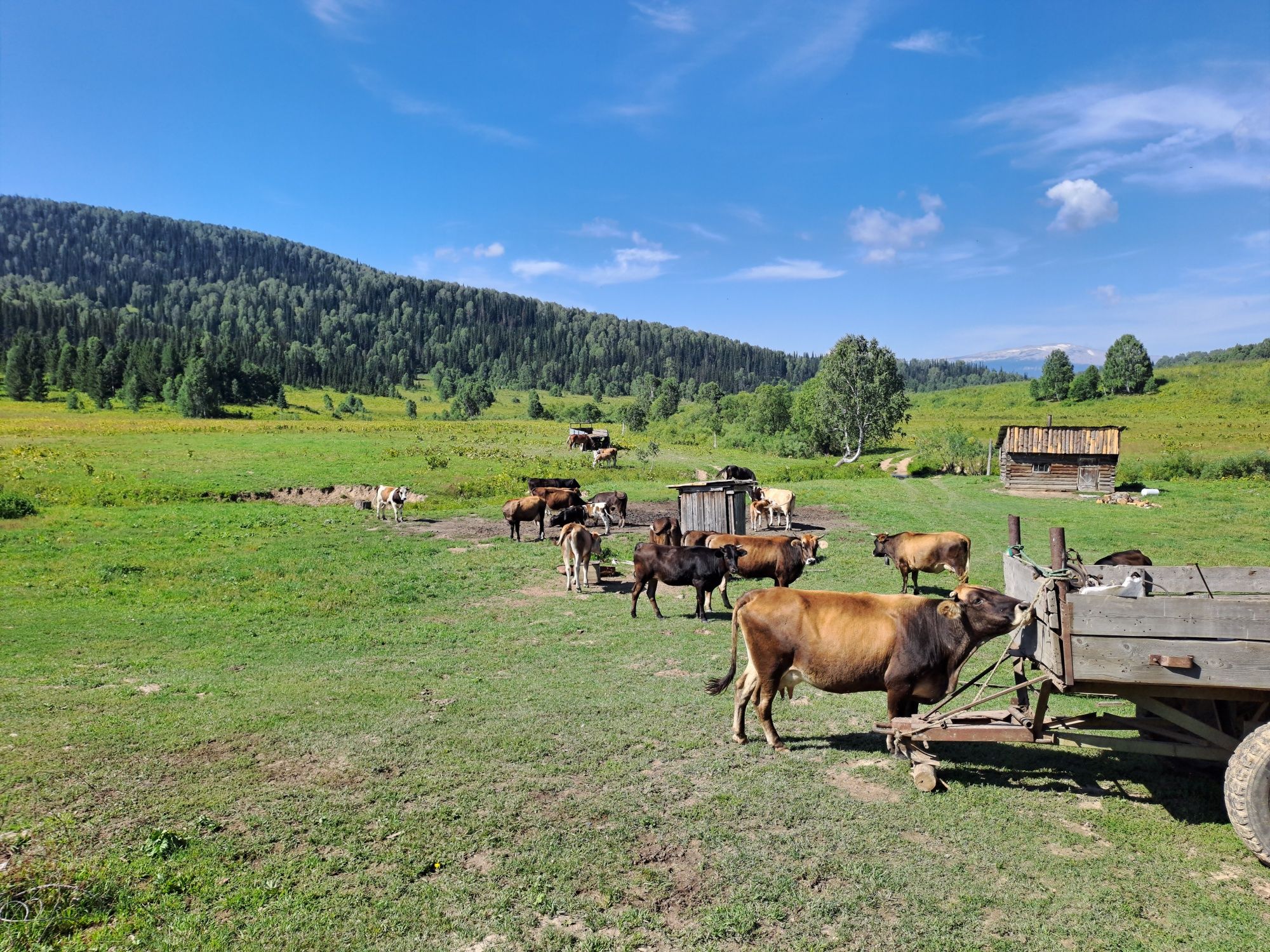 Продам КРС или поменяю