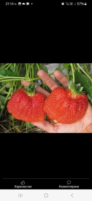 Продавам разсад ягоди и малини