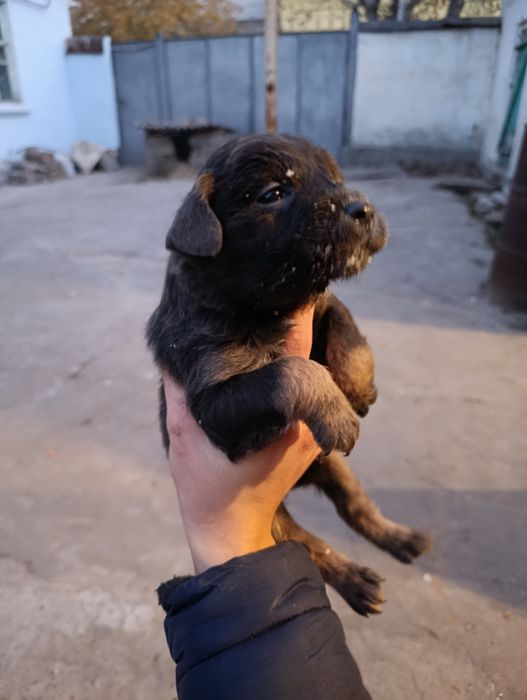 Щенки (питбуль).