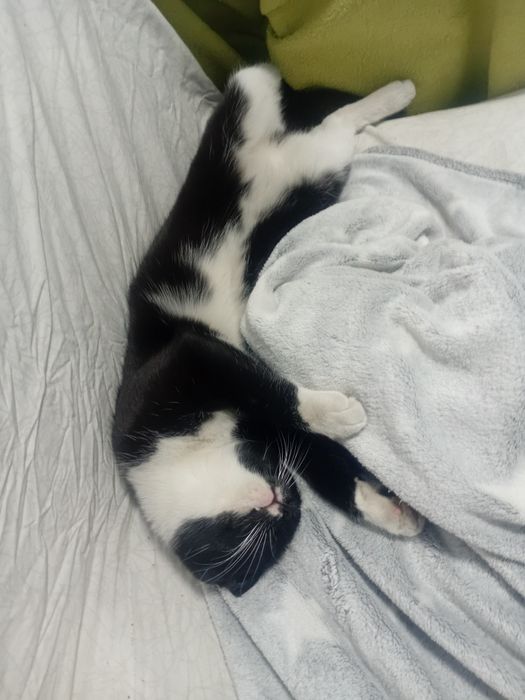 Отдам кот в хорошие руки