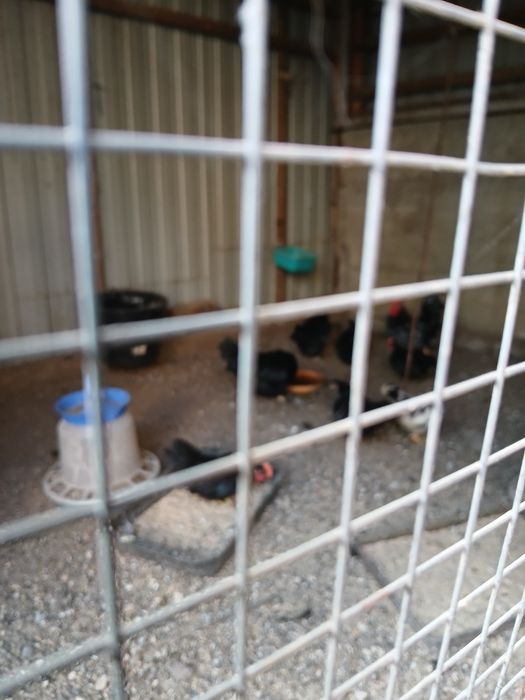 Vand sau schimb canari papagali si gaini