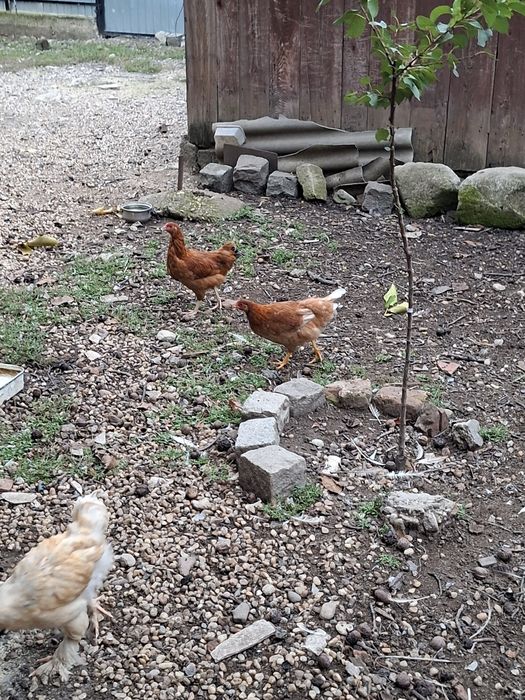 Vând 10 pui de casa tineret(6 puicute + 4 cocoșei)
