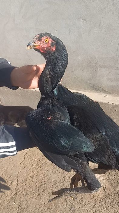 Жужа товук гирраааш зуридан.