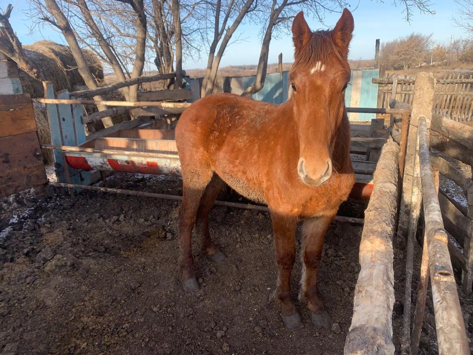 Продам тяжелого жеребчика