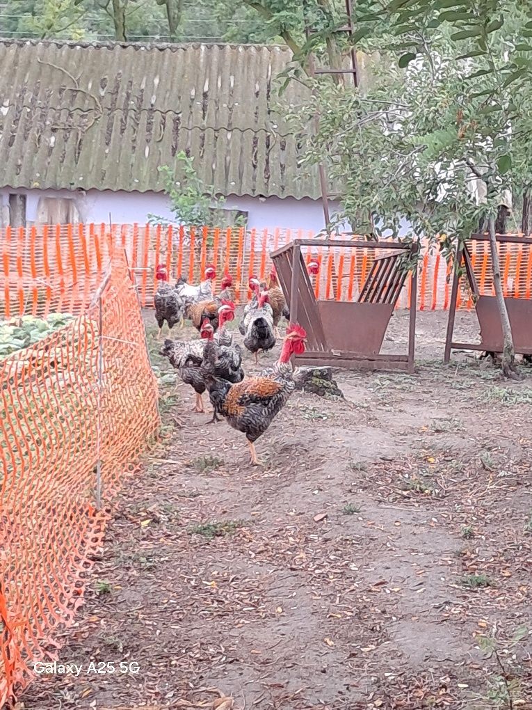 Găini tinere și cocoși