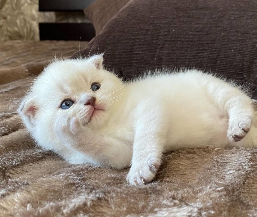 Котята Скоттиш Страйт Фолд