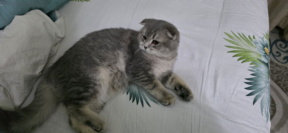 Prodayotsya Chistakrovniy paren