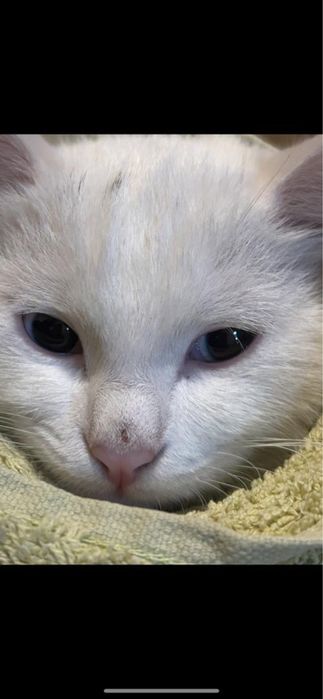 Отдам кошку в хорошие руки