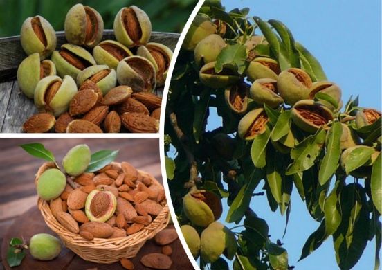 Pomi Fructiferi Deosebiți (Migdal )