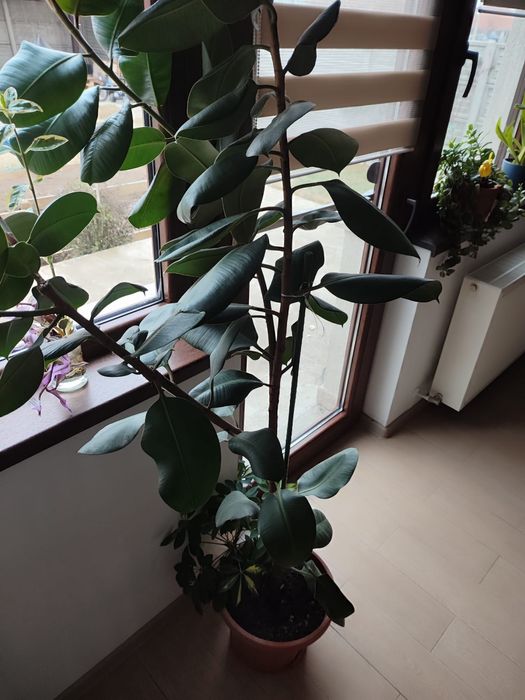 Ficus robusta 1.8 m