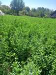 Vând lucernă verde și ucata