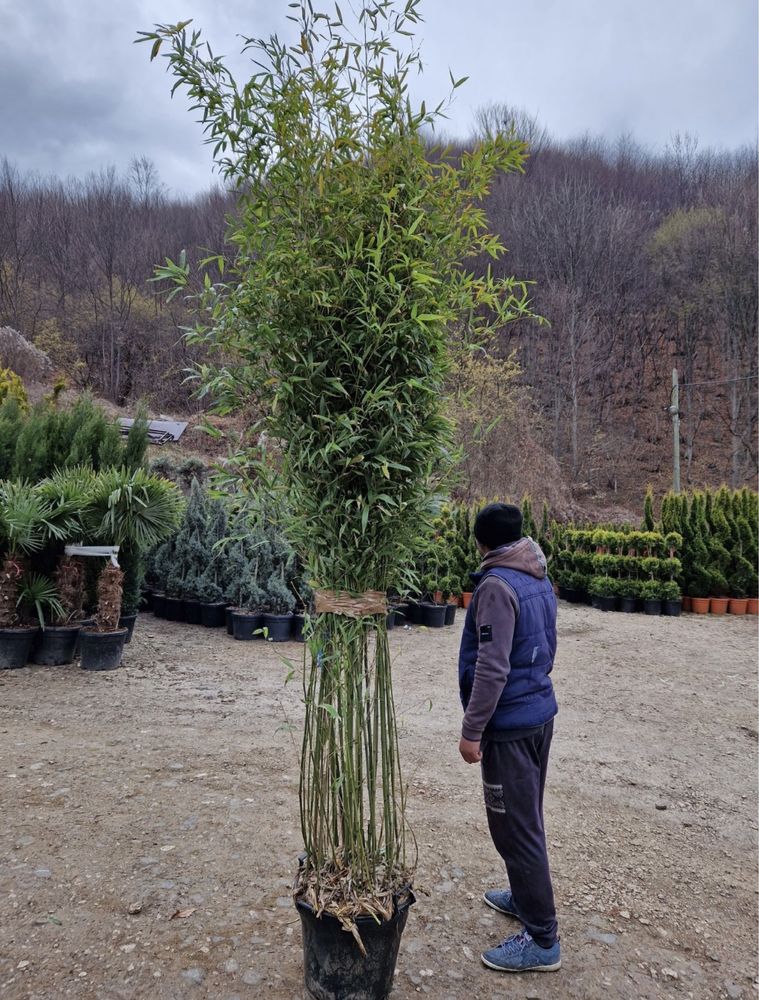 Vand bambus bisetti, aurea(auriu , verde )