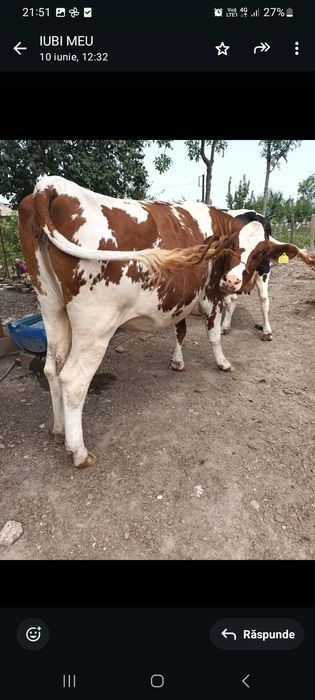 Vând junincă red holstain