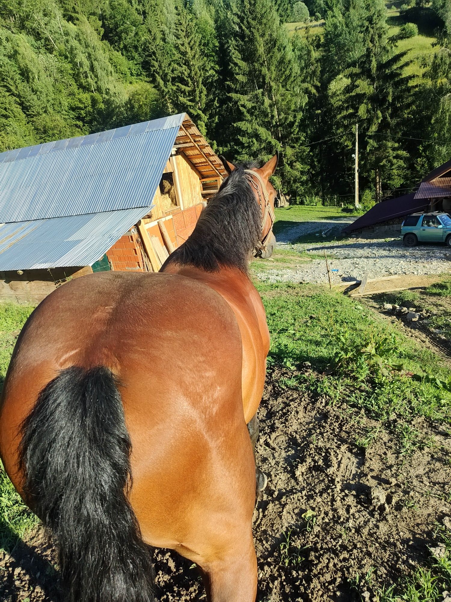 Cal de vînzare în Făget