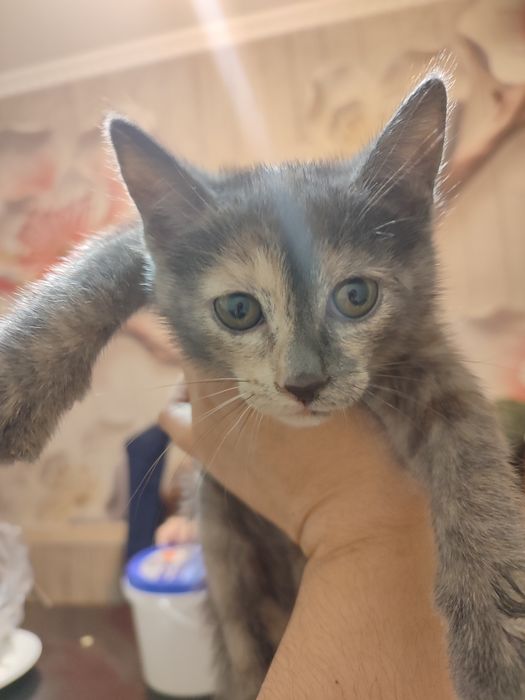 Кошечка продается, очень спокойная и послушная