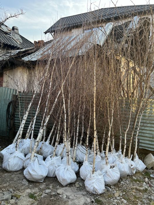 Mesteacan alb betula 2m - 7m oriunde in tara fara avans reducere