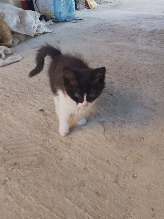 Подарявам две котенца на два месеца