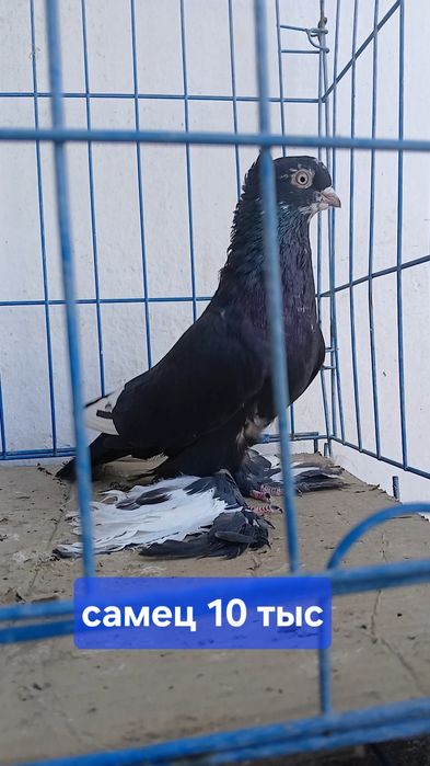 Голуби игоровых кровей