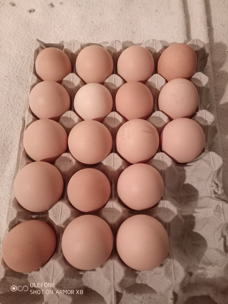 Vând ouă New hampshire și Rhode island
