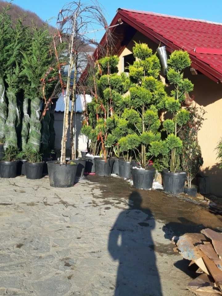 Plante Ornamentale Oriunde In Tara Calitate extra