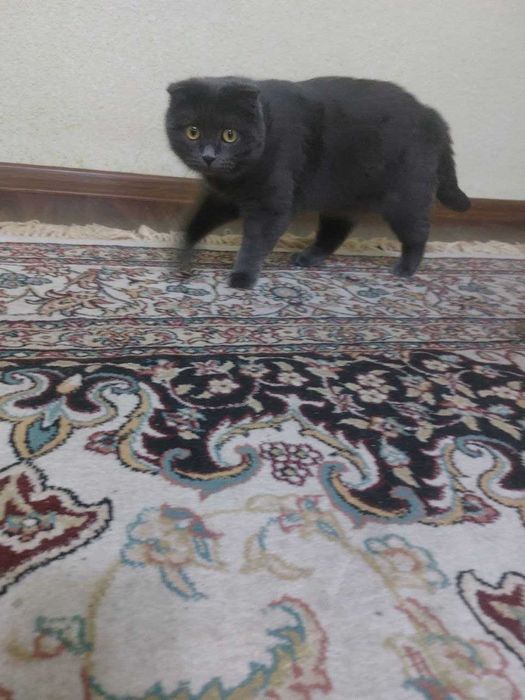 Породная кошка фолд