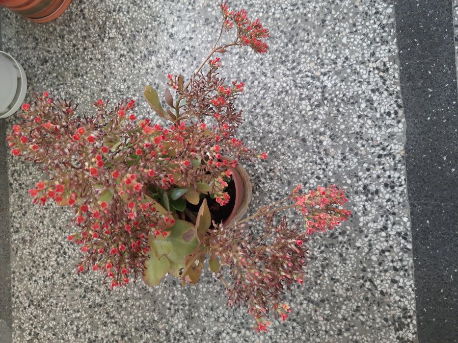 Каланхое - много лесно за отглеждане