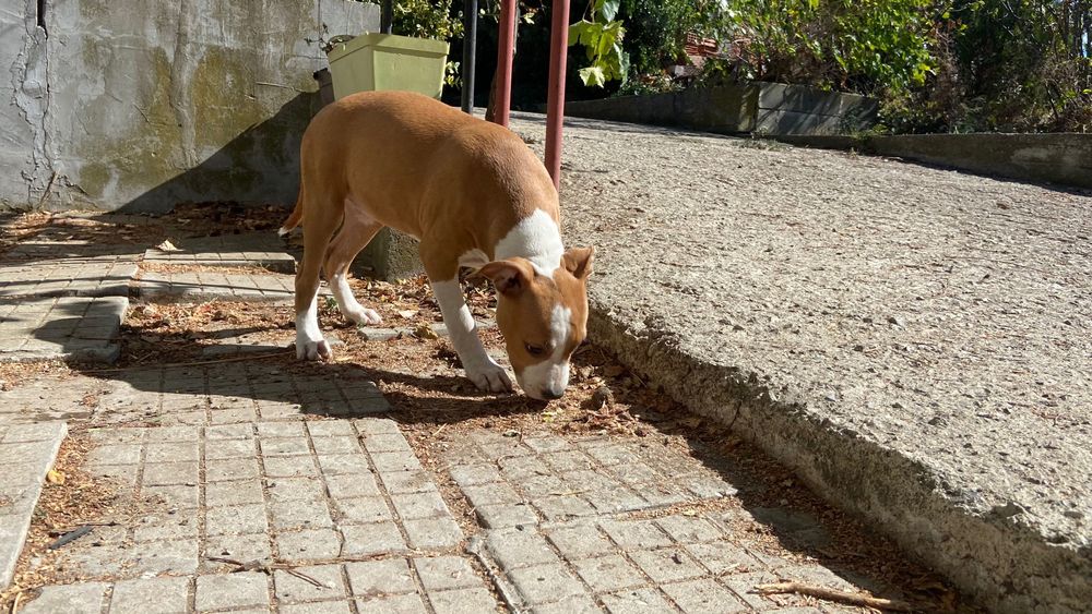 Кученца Американски стафордшир териер