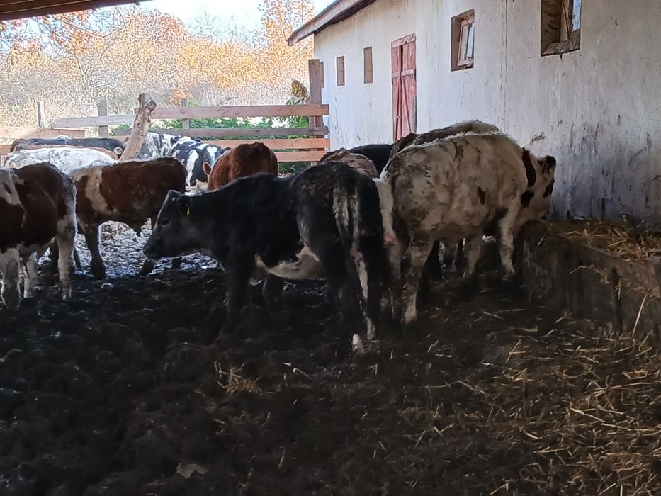 Vând 26 de vitei