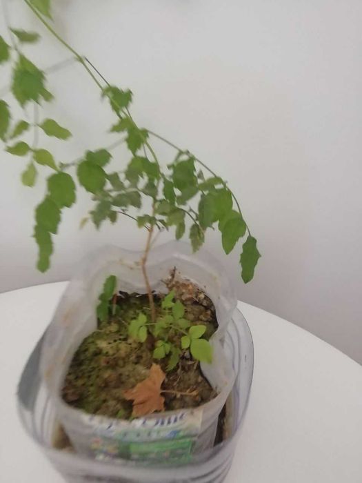 Хлорофитум, каланхое , эурфорбия и др растения для дома и сада