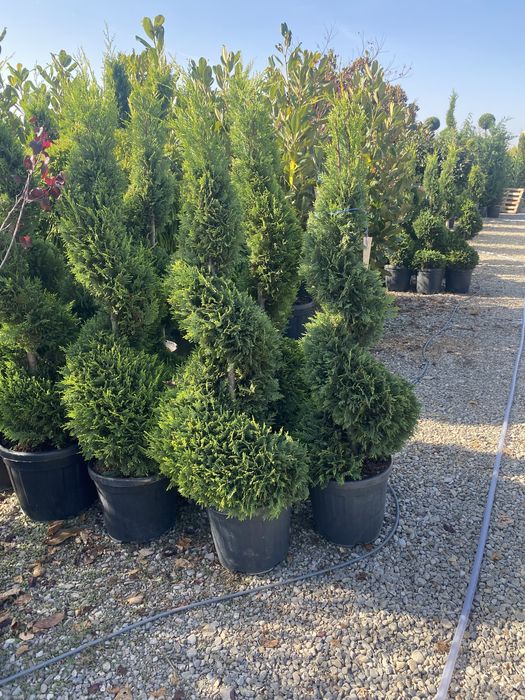 Spirale pompon etajate din leulandi