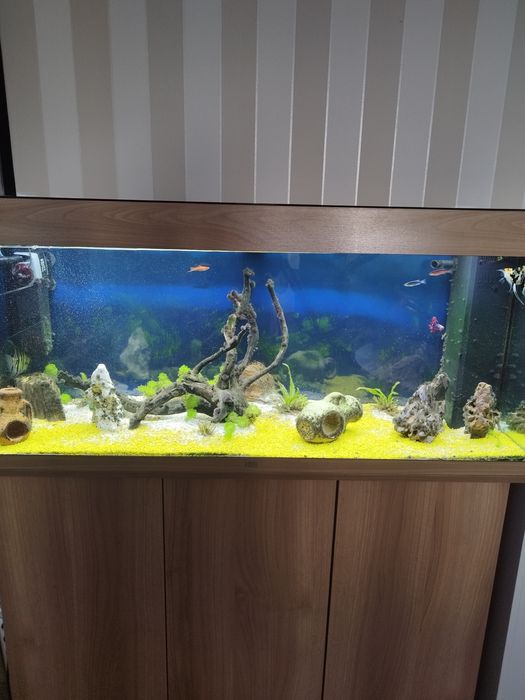 Acvariu Juwel de vânzare