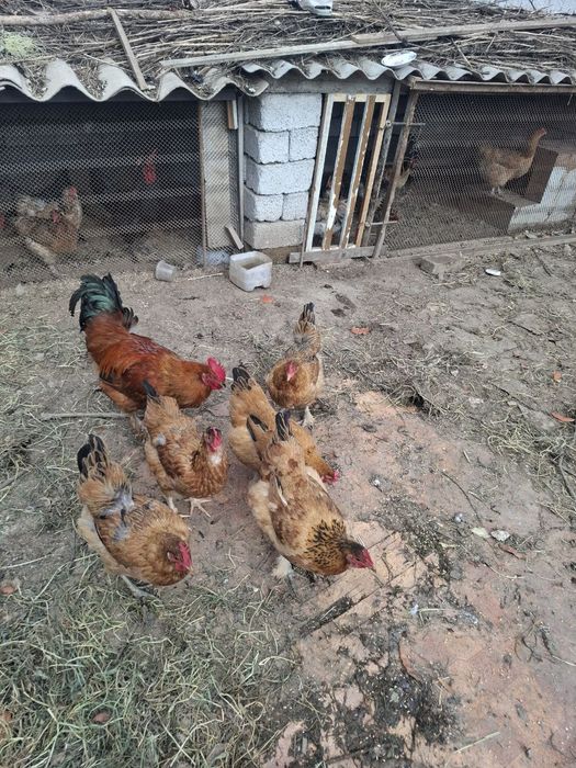 Тухум домашний яйцо