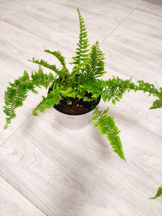 Папоротник Нефролепис королевский