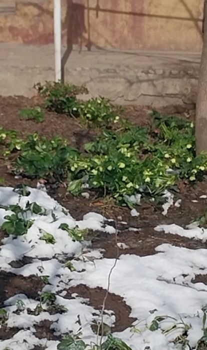 Гул ва Кочатлар сотилади