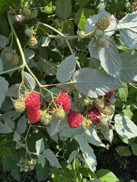 Drajoni de zmeur,zmeura yelow two timer sugana